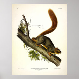 Roodstaarteekhoorn (Fox Squirrel) van Audubon Poster