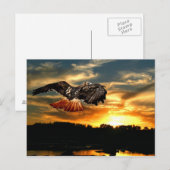 Roodstaarthaai Briefkaart (Voorkant / Achterkant)