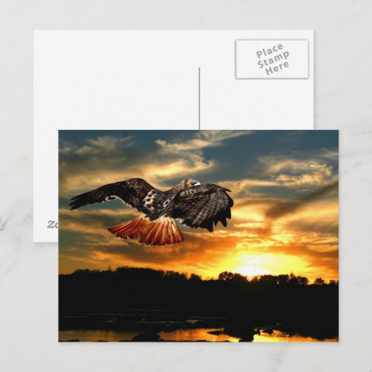 Roodstaarthaai Briefkaart (Voorkant / Achterkant)