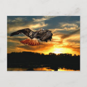 Roodstaarthaai Briefkaart (Voorkant)