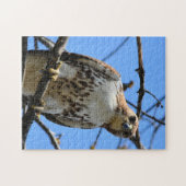 Roodstaarthaai die naar je kijkt legpuzzel (Horizontaal)