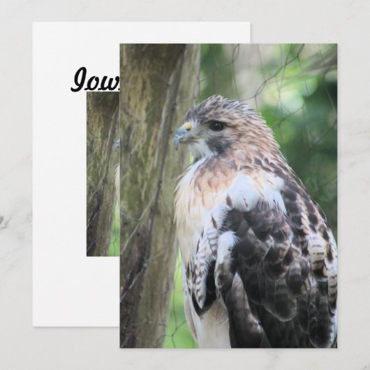 Roodstaarthaai Feestdagenkaart (Voorkant / Achterkant)