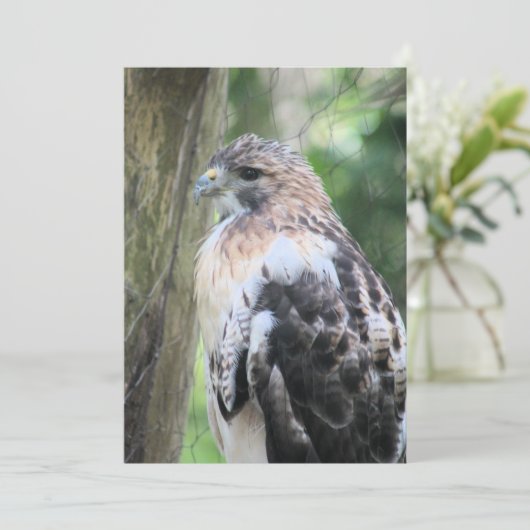 Roodstaarthaai Feestdagenkaart (Staand voorkant)