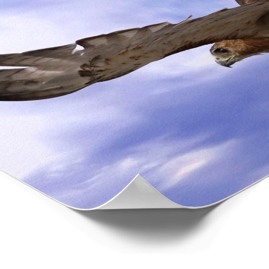 Roodstaarthaai Poster (Hoek)