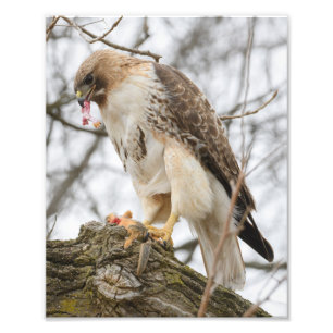 roodstaarthaaienjacht foto afdruk