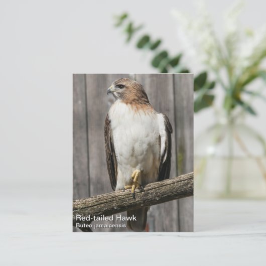 RoodstaartHawk Briefkaart (Staand voorkant)