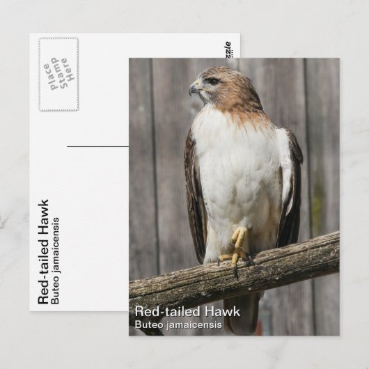 RoodstaartHawk Briefkaart (Voorkant / Achterkant)