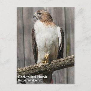 RoodstaartHawk Briefkaart