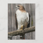 RoodstaartHawk Briefkaart (Voorkant)