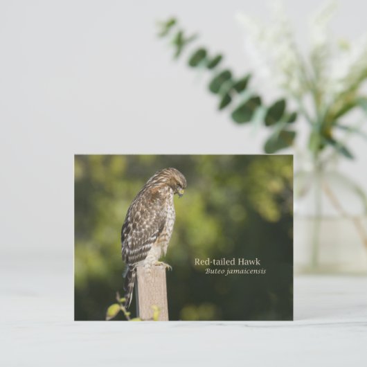 RoodstaartHawk Briefkaart (Staand voorkant)