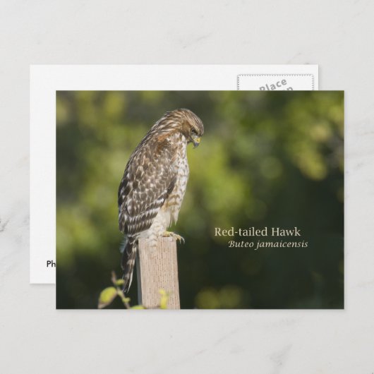 RoodstaartHawk Briefkaart (Voorkant / Achterkant)