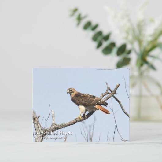 RoodstaartHawk Briefkaart (Staand voorkant)
