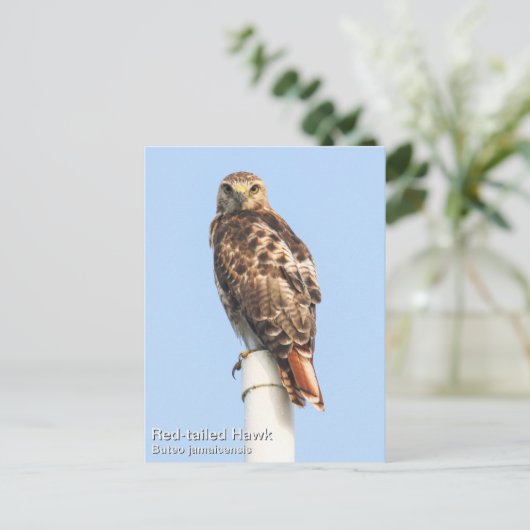 RoodstaartHawk Briefkaart (Staand voorkant)
