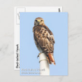 RoodstaartHawk Briefkaart (Voorkant / Achterkant)