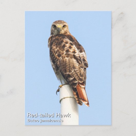 RoodstaartHawk Briefkaart (Voorkant)