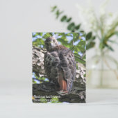 RoodstaartHawk Briefkaart (Staand voorkant)