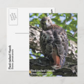 RoodstaartHawk Briefkaart (Voorkant / Achterkant)