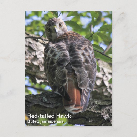 RoodstaartHawk Briefkaart (Voorkant)
