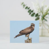 RoodstaartHawk-Briefkaart Briefkaart (Staand voorkant)