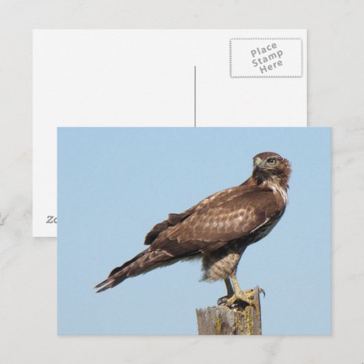 RoodstaartHawk-Briefkaart Briefkaart (Voorkant / Achterkant)