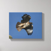 RoodstaartHawk Canvas Afdruk (Voorkant)