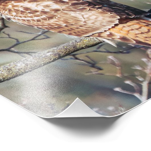 RoodstaartHawk Foto Afdruk (Hoek)