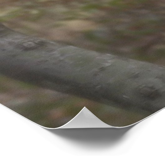 RoodstaartHawk in de boom Poster (Hoek)