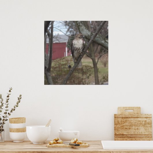 RoodstaartHawk in de boom Poster (Keuken)