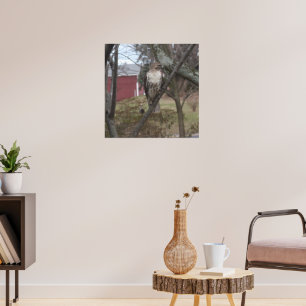 RoodstaartHawk in de boom Poster