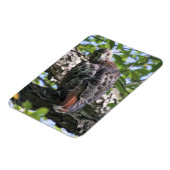 RoodstaartHawk Magneet (Linkerzijde)