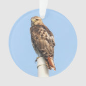 RoodstaartHawk Ornament (voorkant)