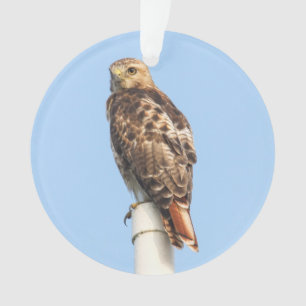 RoodstaartHawk Ornament