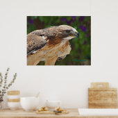 RoodstaartHawk-portret Poster (Keuken)