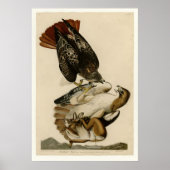 RoodstaartHawk Poster (Voorkant)