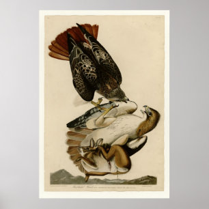 RoodstaartHawk Poster