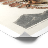 RoodstaartHawk van het Poster van Audubon (Hoek)