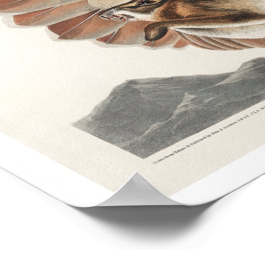 RoodstaartHawk van het Poster van Audubon (Hoek)