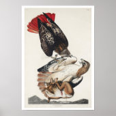 RoodstaartHawk van het Poster van Audubon (Voorkant)