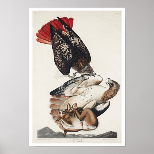 RoodstaartHawk van het Poster van Audubon (Voorkant)
