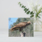 RoodstaartHawkgaze Briefkaart (Staand voorkant)