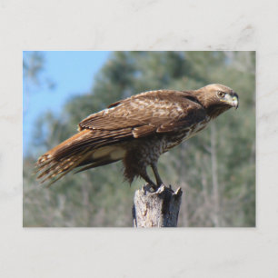 RoodstaartHawkgaze Briefkaart