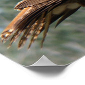 RoodstaartHawkgaze Poster (Hoek)