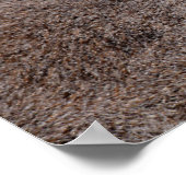 Roodstaartkieuwmoer-briefkaart met portret poster (Hoek)