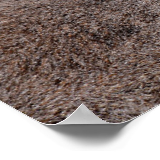 Roodstaartkieuwmoer-briefkaart met portret poster (Hoek)