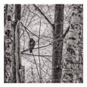 Roodstaartmeid P8443 Perfect Poster (Voorkant)