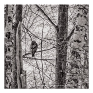 Roodstaartmeid P8443 Perfect Poster