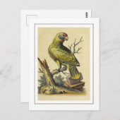  roodstaartpapegaaivogel briefkaart (Voorkant / Achterkant)