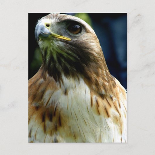 roodstaartschar briefkaart (Voorkant)