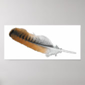 Roodstaartschelp Poster (Voorkant)