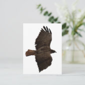 Roodstaartschets Briefkaart (Staand voorkant)